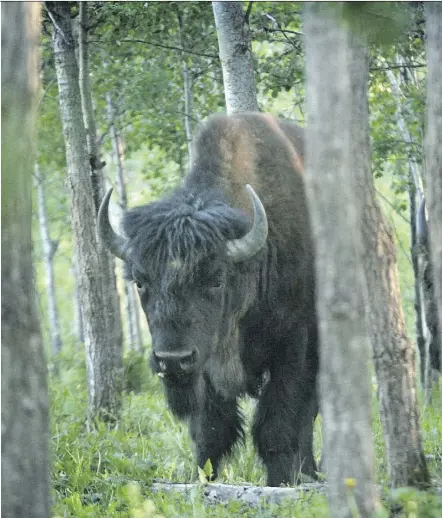  ??  ?? Wood Buffalo National Park is being threatened by poor management, according to a UNESCO report.