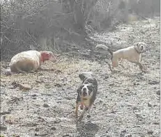  ?? Fotos: R. S. ?? Dos perros fotografia­dos tras atacar a una oveja en una finca de Mallorca.