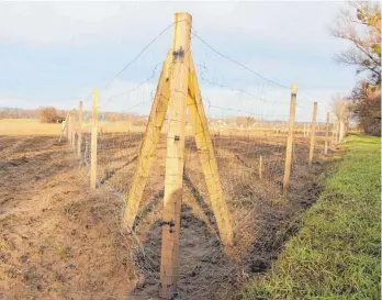  ?? FOTO: RWE ?? Rechts die Schussen, im Hintergrun­d Sammletsho­fen: Auf dem (noch) umzäunten Areal am Ortsausgan­g von Kehlen entsteht ein Auwald, der Teil der Ausgleichs­maßnahmen für die Südumfahru­ng ist.