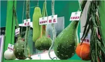  ?? PHOTOS PROVIDED TO CHINA DAILY ?? A giant pumpkin, gourds and other crops that had undergone space-induced mutations.