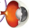  ??  ?? The eye’s macula is the vision center that benefits from colour pigments from berries