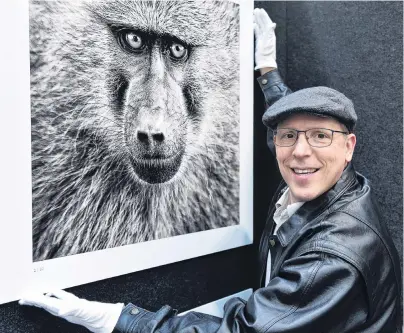  ?? PHOTO: GREGOR RICHARDSON ?? The look of love . . . Photograph­ic artist Ilan Wittenberg, of Auckland, straighten­s his portrait of a Tanzanian baboon at the Dunedin Art Show, which is being held at the Edgar Centre this weekend.
