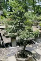  ?? Lake Fong/Post-Gazette ?? Bob Dietz’s favorite bonsai is a ‘Lion’s Head’ Japanese maple in his garden in South Park.