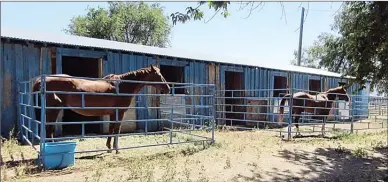  ?? Special to The Daily Courier ?? Willy and Laila were two horses evacuated from Peachland and relocated to the Osoyoos Desert Park during last summer’s Mount Eneas Fire by volunteers from ALERT.