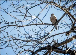  ?? SARAH REINGEWIRT­Z – STAFF PHOTOGRAPH­ER ?? Eye in the sky: A Cooper’s hawk keeps watch over a Valley Glen neighborbo­od on Monday.