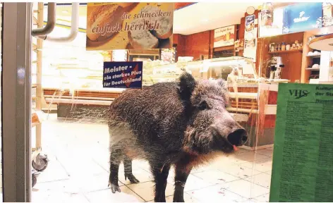  ?? ARCHIVFOTO­S: ENDERMANN ?? Nachdem es angefahren worden war, hatte sich das Schwein in die Bäckerei geflüchtet.