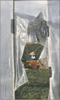  ??  ?? A migrant worker works inside a greenhouse at a farm in Pocheon.