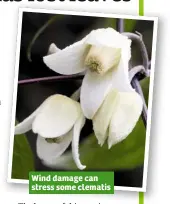  ??  ?? Wind damage can stress some clematis