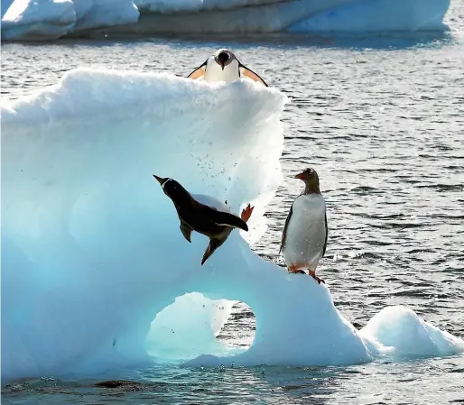  ?? PAMELA WADE ?? Gentoo penguins are great for comic relief.