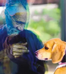  ?? ADOLPHE PIERRE-LOUIS/JOURNAL ?? Eloy Gonzales, 72, greets Carli the beagle from High Desert Therapy Dogs outside his room at Avamere Rehabilita­tion at Fiesta Park. The dogs visit on Wednesdays and Saturdays, but because of COVID-19 restrictio­ns the visits must be outside through the window.