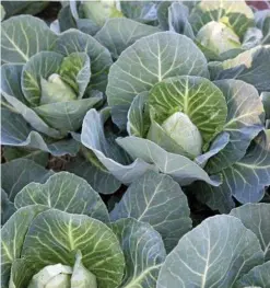  ??  ?? You can fit more sugarloaf cabbages into a square metre of garden than humans into a Mini-Minor! Start cramming now!