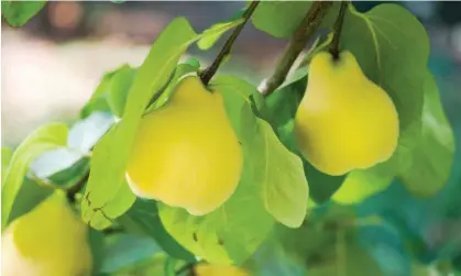  ?? Photograph: triffitt/Getty Images ?? 'Quinces have never really caught on in Australia, in part because they bruise easily and are time-consuming to prepare.