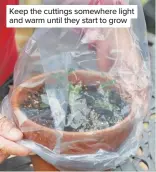  ??  ?? Keep the cuttings somewhere light and warm until they start to grow