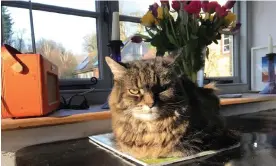  ?? ?? ‘She liked to sleep on open books, no doubt absorbing the contents’ … Silver, Jeanette Winterson’s cat.