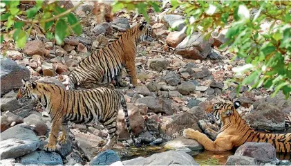  ?? AP ?? Tiger cubs rest in the shade at Ranthambor­e National Park in northern India.