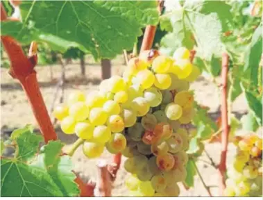  ??  ?? Primer plano de un racimo de uvas en los viñedos de la bodega Sancha Pérez, entre Conil y Vejer.