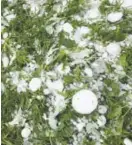  ??  ?? Hail the size of baseballs hit near the Broadmoor Hotel in Colorado Springs after a storm hit parts of El Paso County on Monday.