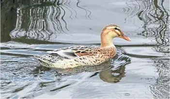  ?? ?? Eric Niven spotted this fine mallard duck enjoying life at Stobsmuir Ponds in Dundee.