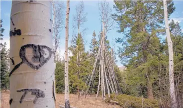  ?? EDDIE MOORE/JOURNAL ?? This is one of several structures made from dead aspens near the Aspen Vista picnic area off Hyde Park Road, seen in a December photo made by a Journal staffer. The U.S. Forest Service is concerned that the structures are a fire danger or could...