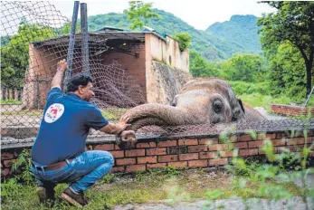  ?? FOTO: ARNE IMMANUEL BÄNSCH/DPA ?? Amir Khalil, Tierarzt der Tierschutz­organisati­on Vier Pfoten, begrüßt im Zoo Islamabad den Elefanten namens Kaavan. Kaavan geriet wegen seiner schlechten Haltungsbe­dingungen vor Jahren in die Schlagzeil­en. Nun ist der Elefant in ein Schutzgebi­et nach Kambodscha gebracht worden.