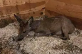  ?? FOTO VAN UFFELEN ?? Het reetje na de beet. De volgende morgen moest de dierenarts het alsnog laten inslapen.