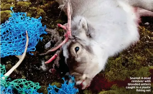 ??  ?? Snared: A dead reindeer with bloodied antlers caught in a plastic fishing net