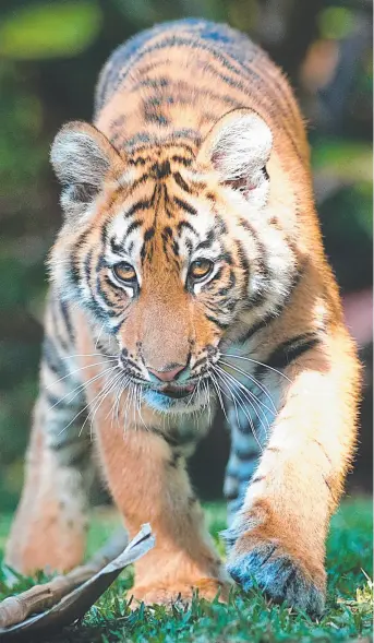  ??  ?? Dreamworld Sumatran tiger cub Melita is off to National Zoo in Canberra.