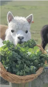  ?? ?? The alpaca doesn’t seem to mind the sting of nettles. CANDY ROSE