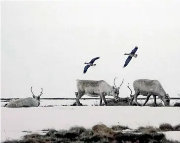  ?? WASHINGTON POST ?? Caribou and geese at Teshekpuk Lake in North Slope Borough, Alaska, in May 2019. The Bureau of Land Management wants to allow fossil fuel extraction in roughly 82 per cent of the National Petroleum Reserve-Alaska on the state’s North Slope. It is one of the most ecological­ly valuable tracts of federal property – providing a critical refuge to polar bears as well as tens of thousands of migrating caribou and waterfowl.