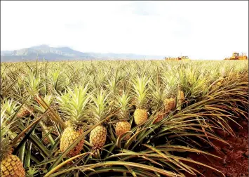  ??  ?? Pineapple farm