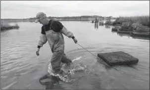  ?? The Associated Press ?? OYSTER BEDS: Oysterman Chris Ludford drags an oyster cage to deeper water on his leased oyster beds April 23 on the Lynnhaven River in Virginia Beach, Va. As the shellfish makes a comeback, a modern-day oyster war is brewing, this time between wealthy...