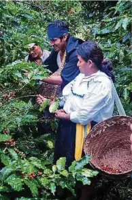  ?? ?? Le café Bruno Bio-Fairtrade est produit dans la pure tradition par les employés locaux de la Coopérativ­e Agricole Oro Verde dans la moitié nord du Pérou...