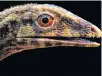  ?? HANDOUT VIA REUTERS ?? The head of Ixalerpeto­n, a Triassic Period reptile from a group called Lagerpetid­ae that once inhabited Brazil, is seen in this undated artist's rendition.