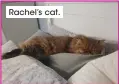  ??  ?? Rachel’s cat.