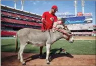  ?? JOHN MINCHILLO — THE ASSOCIATED PRESS FILE ?? In this file photo, Cincinnati Reds shortstop Zack Cozart pets Amos, a donkey from Honey Hill Farms, brought to the ballpark as a stand-in for the donkey Cozart is receiving from first baseman Joey Votto as a reward for making the All-Star Game, during...