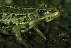  ?? (Planet Tootoo/YouTube) ?? Epomis Beetle larvae eating a frog