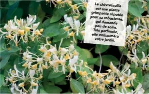  ??  ?? Le chèvrefeui­lle est une plante grimpante réputée pour sa robustesse, qui demande peu de soins. Très parfumée, elle embaumera votre jardin.