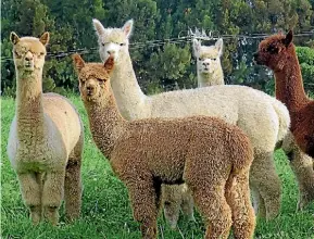  ?? SUPPLIED ?? Some ‘‘cria’’ or young alpaca.