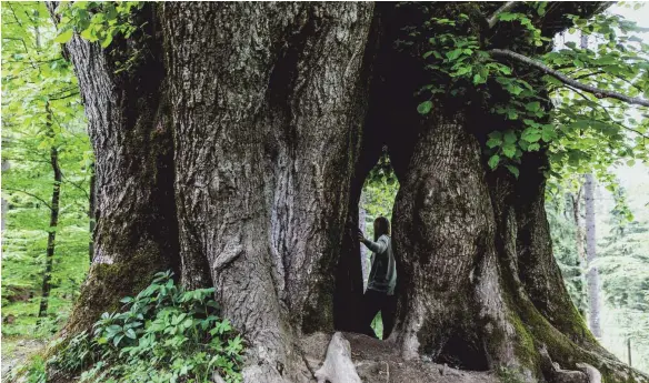  ?? FOTO: MARKUS LESER ?? Beeindruck­endes Naturdenkm­al: Um diese Linde in Ratzenried ranken sich viele Mythen.