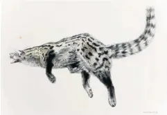  ??  ?? ’Cape Genet (Genetta Tigrina) Muskeljaat­kat’