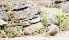  ?? Julio Cortez / Associated Press ?? A chipmunk thinks big as it sneaks up on a mourning dove on Monday.