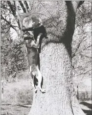  ?? File photograph by Annette Beard ?? A coon dog climbs up a tree trying to get to the caged raccoon during the 1984 fall festival on the downtown Pea Ridge school grounds.