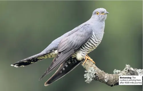  ??  ?? Returning The cuckoo is arriving here after 4500-mile journey