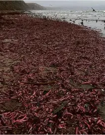  ??  ?? ABOVE: Thousands of ‘penis-fish’ – in fact, fat innkeeper worms – washed ashore at Drakes Beach, California, in December.