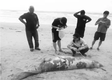  ?? Bernama ?? Ng Jol Ern (centre) inspecting the carcass of the dugong reported dead. -