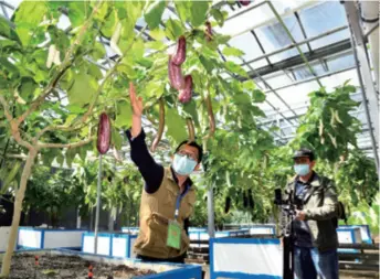  ??  ?? A man live-streams during a vegetable exhibition in Shouguang, Shandong Province in east China, on April 20