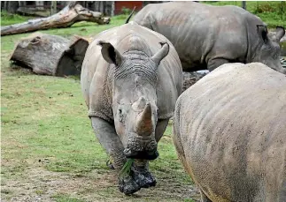  ?? PHOTO: REUTERS/SUPPLIED ?? Vince the white rhino, seen at the Thoiry zoo and wildlife park with fellow rhinos Gracie and Bruno earlier this week, was killed in his enclosure and his horn stolen.