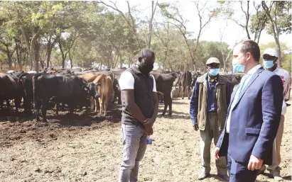  ?? — Picture: Justin Mutenda ?? Lands, Agricultur­e, Water, Climate and Rural Resettleme­nt Deputy Minister Vangelis Haritatos hands over in-calf heifers to Cypr ian Kunaka while his colleague Givemore Jonga looks on in Beatrice yesterday. The cattle were donated by the Government to dairy farmers.