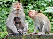  ??  ?? A family of monkeys at Ubud Sacred Monkey Forest in Bali.
