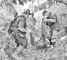  ??  ?? Staff from the Sepilok Orangutan Rehabilita­tion Centre carrying the body of the orangutan.